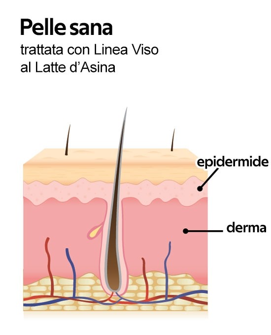 crema-madre-viso-latte-di-asina (2)